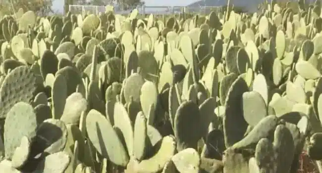 como plantar cactus chumbera guia paso a paso