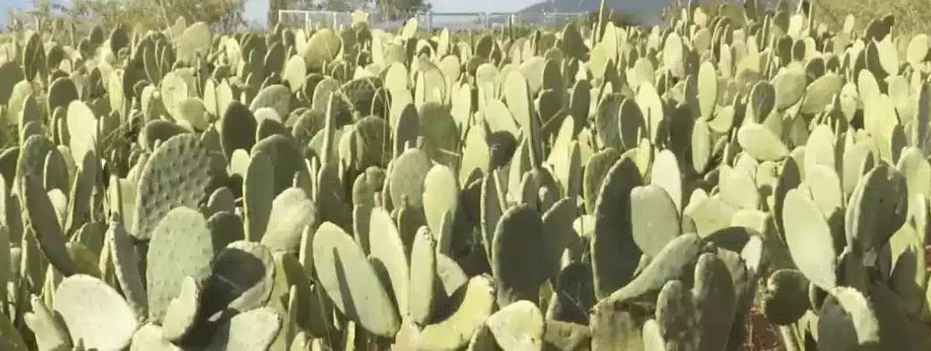 como plantar cactus chumbera guia paso a paso