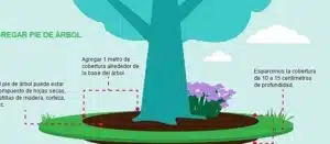 como plantar un sauce guia completa para un arbol frondoso