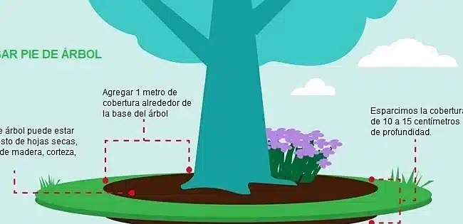 como plantar un sauce guia completa para un arbol frondoso