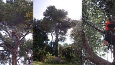 Cómo Podar Árboles de Cedro: Guía Completa para un Corte Seguro