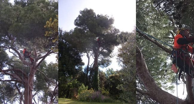 Cómo Podar Árboles de Cedro: Guía Completa para un Corte Seguro