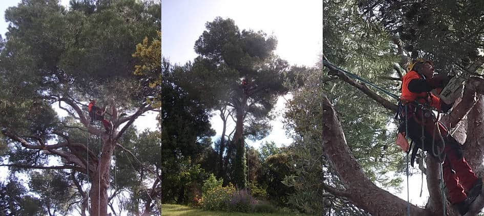 Cómo Podar Árboles de Cedro: Guía Completa para un Corte Seguro