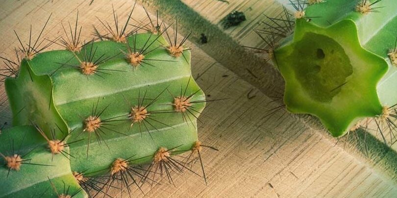 como podar cactus guia completa para principiantes