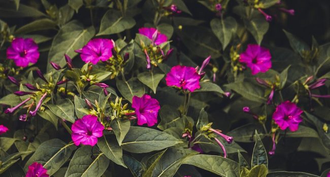 como podar lobelias para una floracion abundante todo el verano