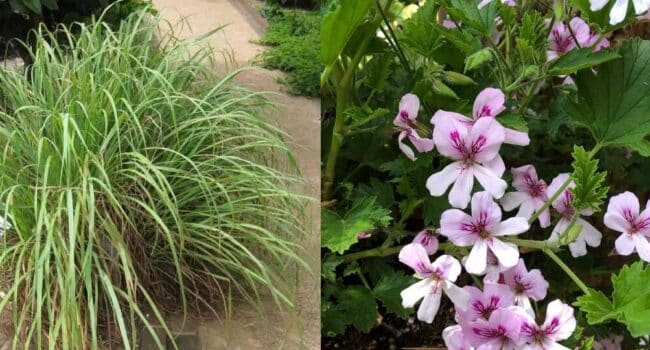 como podar plantas de citronela guia completa para un jardin libre de mosquitos