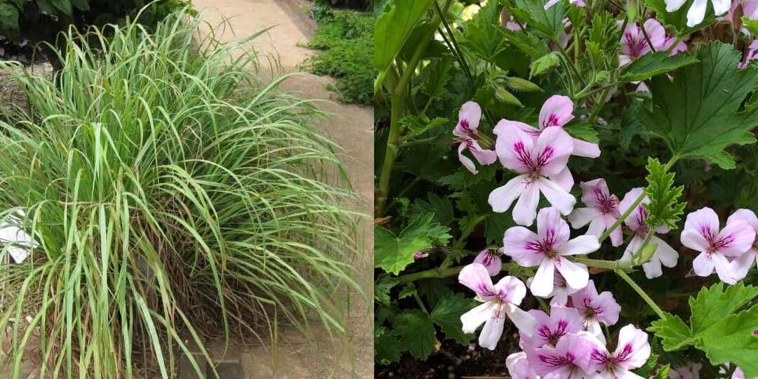 como podar plantas de citronela guia completa para un jardin libre de mosquitos