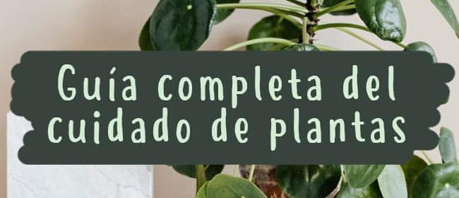 como podar romero guia completa para obtener plantas saludables y abundantes