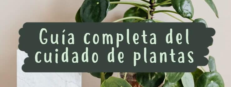 como podar romero guia completa para obtener plantas saludables y abundantes