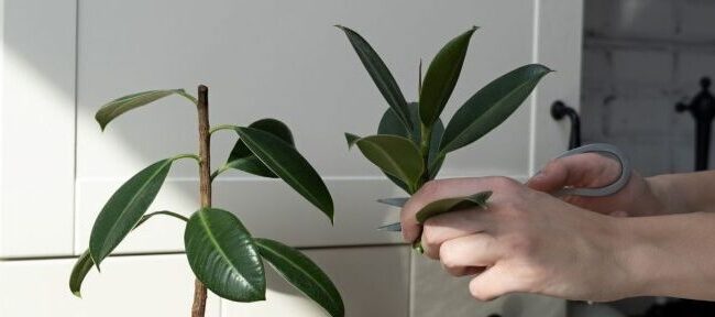 como podar un arbol de ficus guia completa para un crecimiento sano