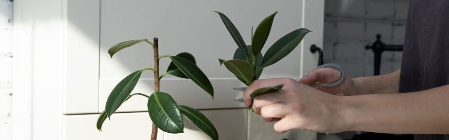 como podar un arbol de ficus guia completa para un crecimiento sano