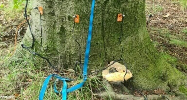 como podar un arbol del dinero guia completa para mantenerlo sano y hermoso