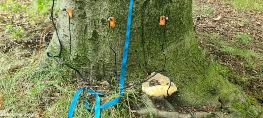 como podar un arbol del dinero guia completa para mantenerlo sano y hermoso