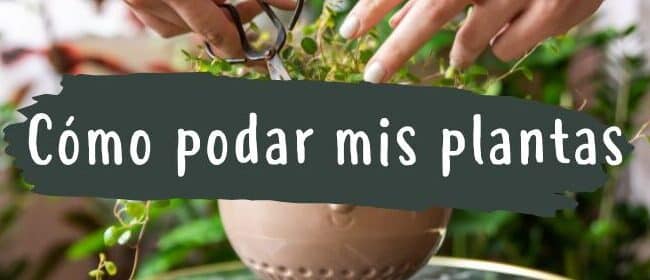 como podar un cactus de navidad guia paso a paso para un crecimiento saludable