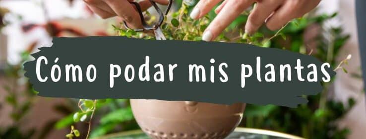 como podar un cactus de navidad guia paso a paso para un crecimiento saludable