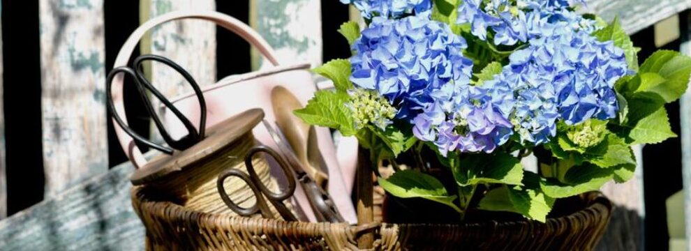 como podar una hortensia paniculada guia paso a paso para un arbol perfecto