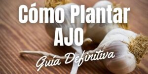 como propagar ajo guia completa para cultivar tu propio