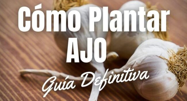 como propagar ajo guia completa para cultivar tu propio