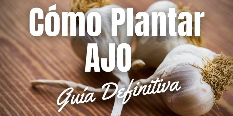 como propagar ajo guia completa para cultivar tu propio