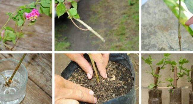 como propagar hortensias guia paso a paso para esquejes