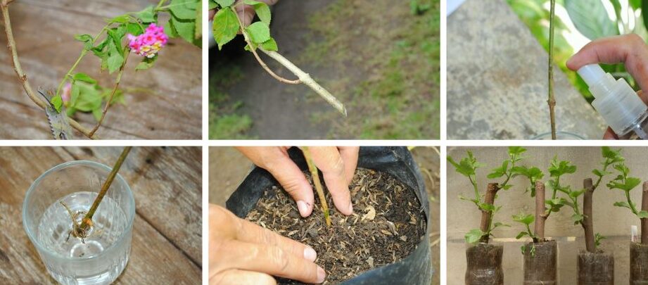 como propagar hortensias guia paso a paso para esquejes