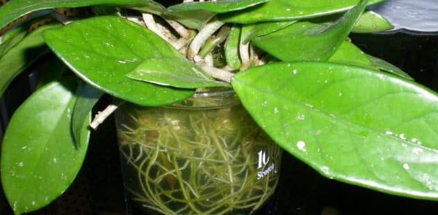 como propagar hoya carnosa guia paso a paso para tener mas plantas