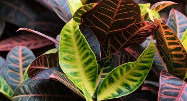 como propagar plantas de croton guia paso a paso