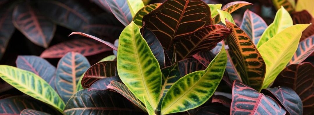 como propagar plantas de croton guia paso a paso