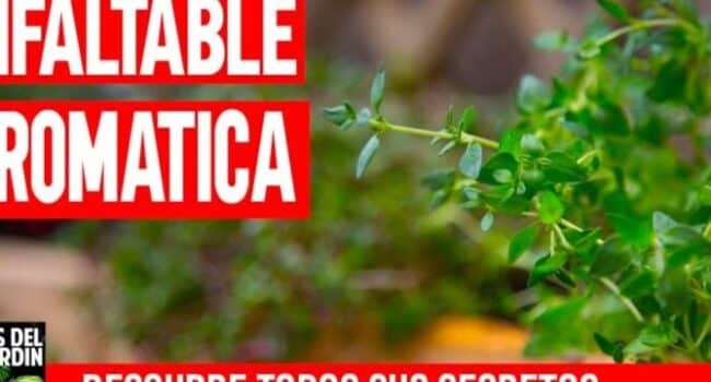 como propagar tomillo con esquejes guia paso a paso para un jardin aromatico