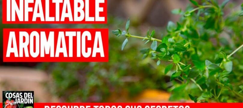 como propagar tomillo con esquejes guia paso a paso para un jardin aromatico