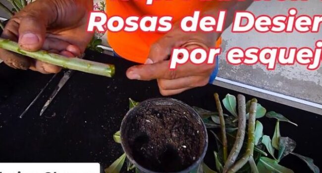 como propagar una rosa del desierto guia paso a paso