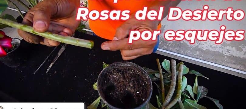 como propagar una rosa del desierto guia paso a paso