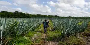 como proteger tus arboles del roce de venados