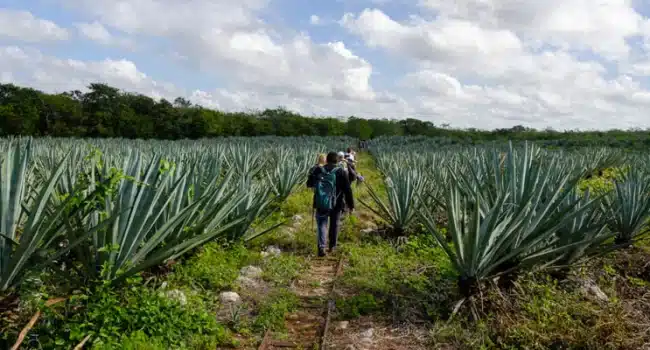 ¿Cómo proteger tus árboles del roce de venados?