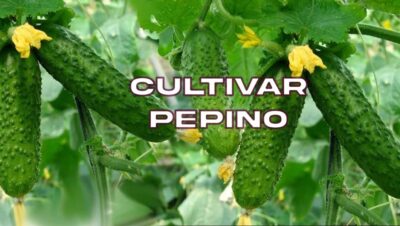 Cómo recolectar semillas de pepino para tu huerto