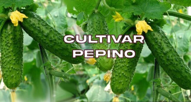 Cómo recolectar semillas de pepino para tu huerto