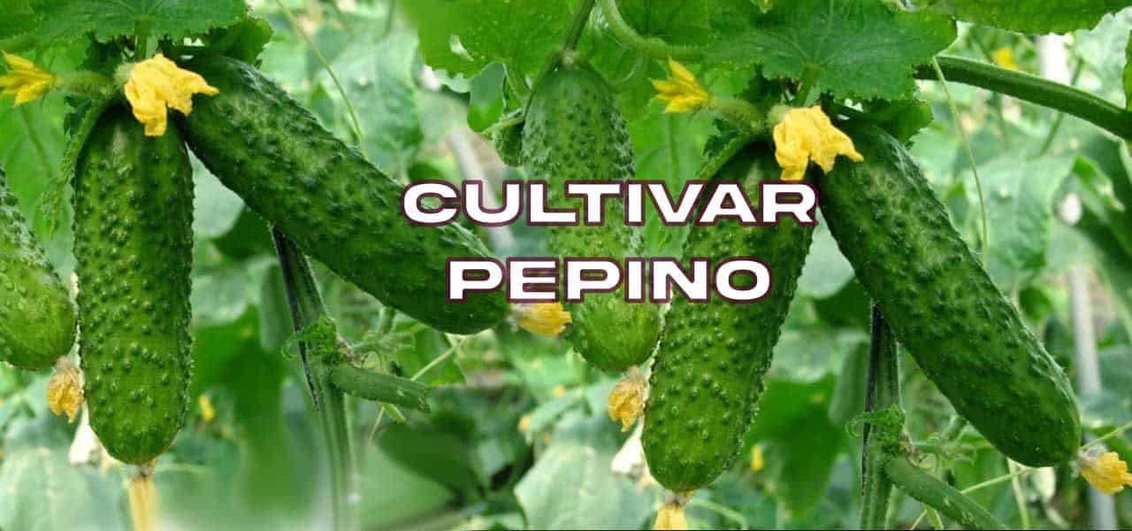 Cómo recolectar semillas de pepino para tu huerto