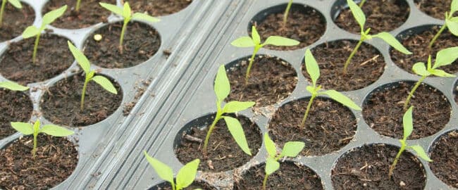 como regar semillas guia definitiva para una germinacion exitosa 1