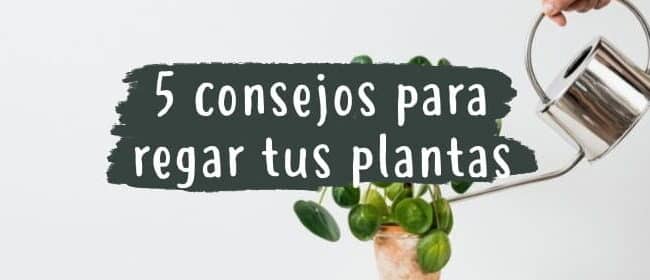 como regar tus plantas de interior la guia definitiva