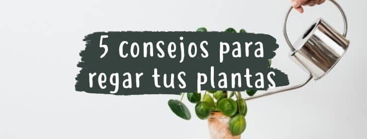 como regar tus plantas de interior la guia definitiva