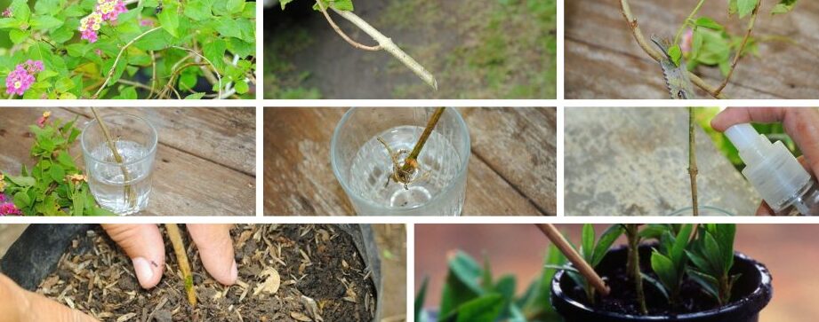 como reproducir tus plantas de interior con esquejes de hojas