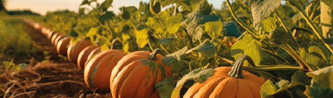 como saber cuando cosechar tu calabaza kabocha guia completa