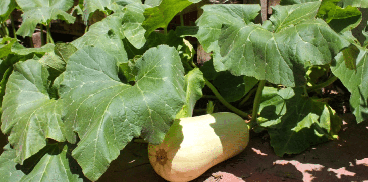 como saber si una calabaza esta madura guia practica para una cosecha perfecta