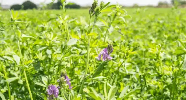 como sembrar alfalfa guia completa para cultivos nutritivos