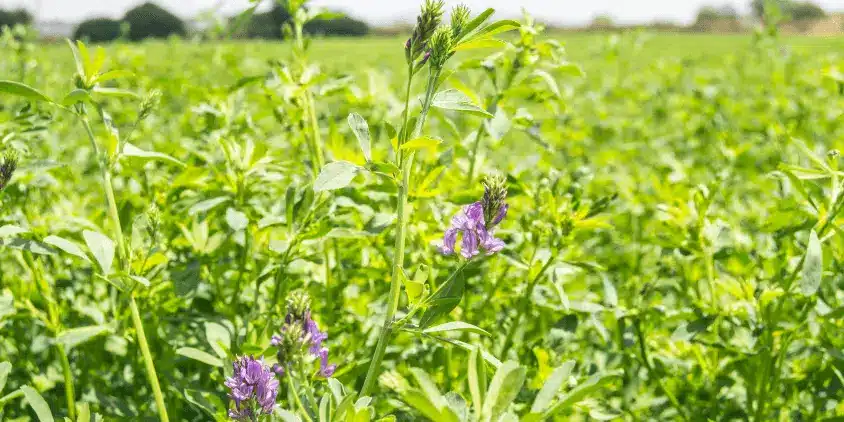 como sembrar alfalfa guia completa para cultivos nutritivos