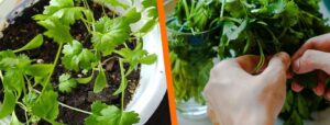 como sembrar cilantro guia completa para un sabor fresco y facil