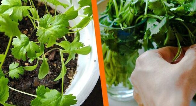 como sembrar cilantro guia completa para un sabor fresco y facil