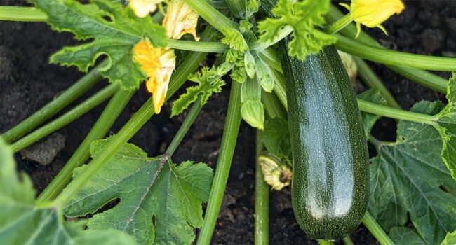 Cómo Sembrar Semillas de Calabaza: Guía Completa para un Cultivo Exitoso