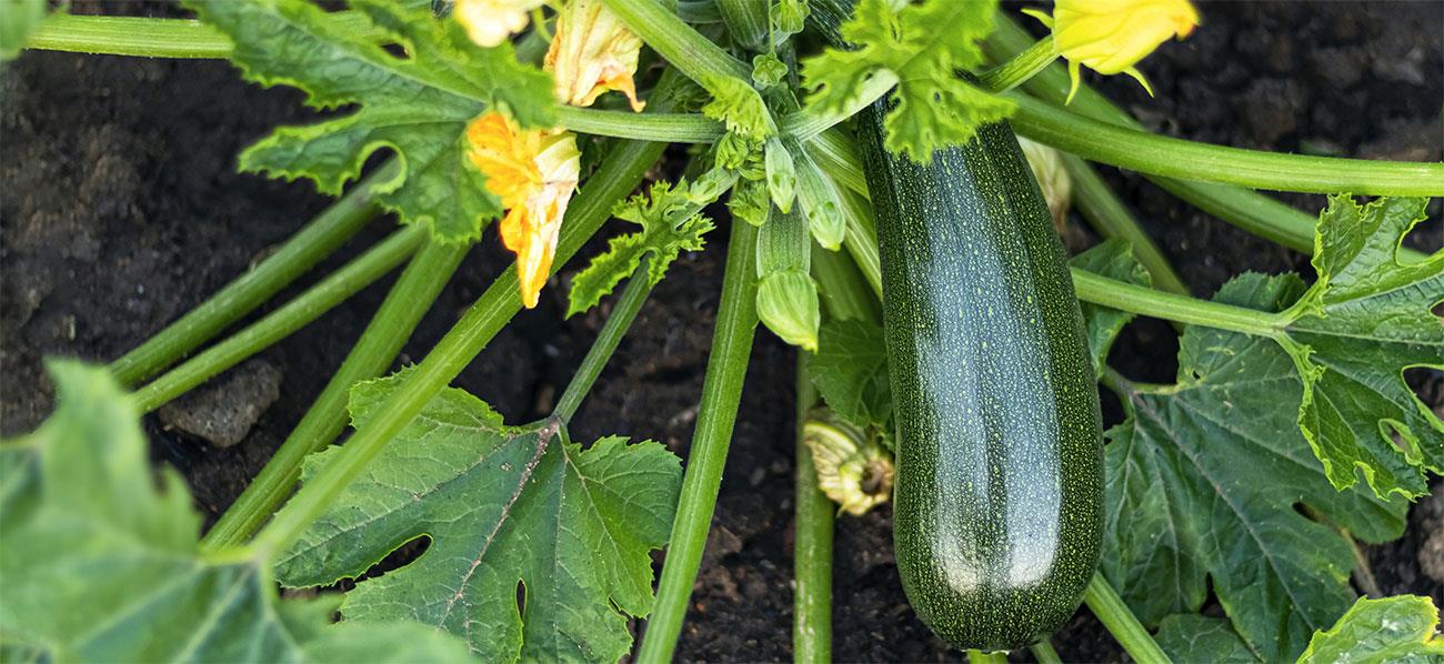 Cómo Sembrar Semillas de Calabaza: Guía Completa para un Cultivo Exitoso