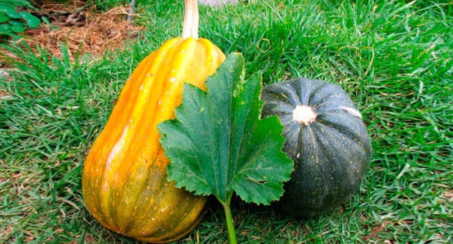 como separar las semillas de calabaza guia completa para una cosecha rica